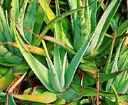 Tropical Fruit World - Accommodation Southport 1