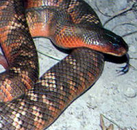 Armadale Reptile  Wildlife Centre - Accommodation Southport