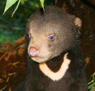 Perth Zoo - Accommodation Southport