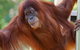 Melbourne Zoo - thumb 1