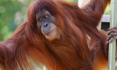 Melbourne Zoo - Southport Accommodation 1