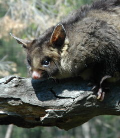  Accommodation Southport