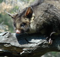 Moonlit Sanctuary Wildlife Conservation Park - Accommodation Southport