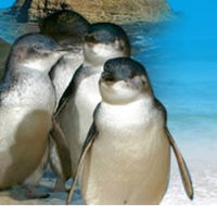 Phillip Island Penguin Parade - Southport Accommodation