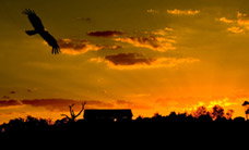 Werribee Open Range Zoo - Accommodation Southport 1