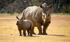 Werribee Open Range Zoo - Accommodation Southport 3