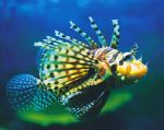 Underwater World - Southport Accommodation 0