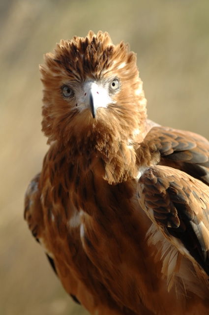 Undoolya NT Accommodation Southport