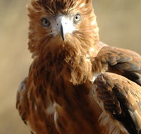 Alice Springs Desert Park - Accommodation Southport