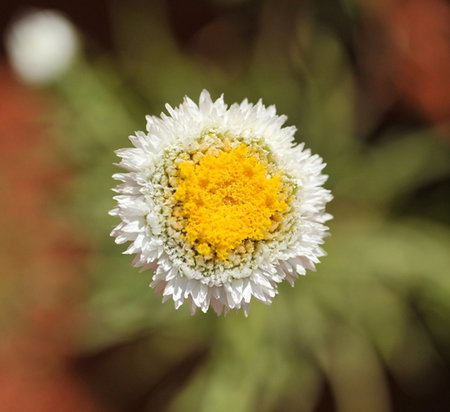 Alice Springs Desert Park - Accommodation Southport 1