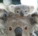 Billabong Koala and Wildlife Park - Accommodation Southport