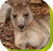 Calmsley Hill City Farm - Southport Accommodation