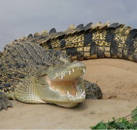 Dundee's Wildlife Park - Southport Accommodation