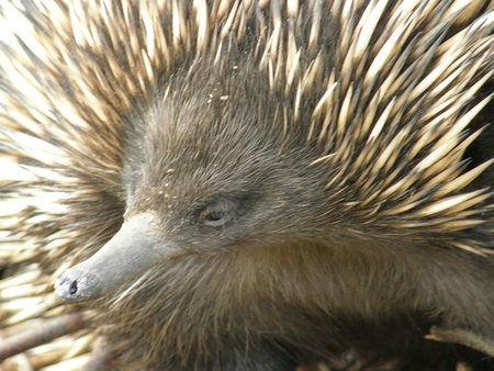 Dundee's Wildlife Park - Southport Accommodation 3