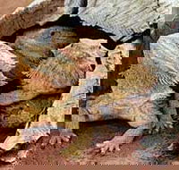 Alice Springs Reptile Centre - Accommodation Southport