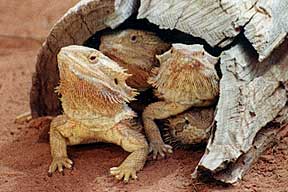 Alice Springs Reptile Centre - Southport Accommodation 0