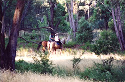 High Country Horses - Accommodation Southport 1