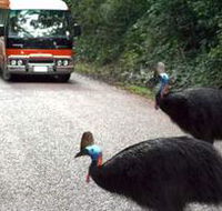 Kookaburra Tours - Accommodation Southport