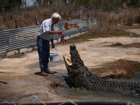 Koorana Saltwater Crocodile Farm - Accommodation Southport 1