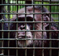 Rockhampton Zoo - Accommodation Southport