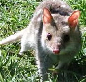 Urimbirra Wildlife Park - Accommodation Southport