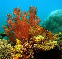 Three Islands Whale Shark Dive - Accommodation Southport