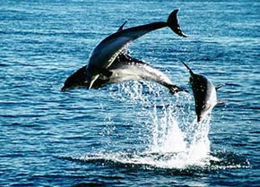 Polperro Dolphin Swims - Southport Accommodation 1
