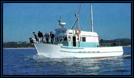 Polperro Dolphin Swims - Southport Accommodation 2