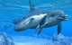 Polperro Dolphin Swims - thumb 3