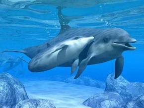 Polperro Dolphin Swims - Southport Accommodation 3