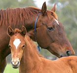 Blue Gum Farm - Southport Accommodation