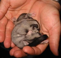 Cool Companions - Accommodation Southport