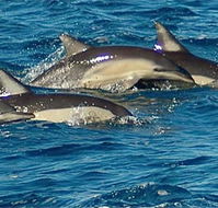 Dolphin Swim Australia - Southport Accommodation
