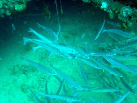 Underwater Sports Diving Centre - Accommodation Southport 1