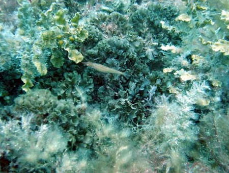 Underwater Sports Diving Centre - Accommodation Southport 3