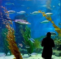 Melbourne Aquarium - Accommodation Southport