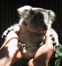 Koala Park Sanctuary - Southport Accommodation 1
