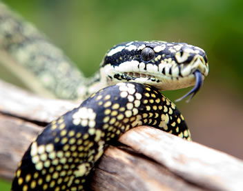 Reptile Encounters - Accommodation Southport 0