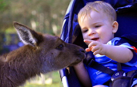 Australian Reptile Park - Accommodation Southport 6
