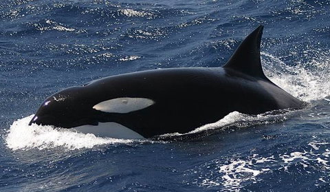 Spirit Of Gold Coast Whale Watching - Accommodation Southport 2