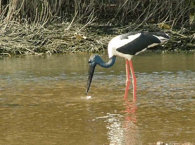 Bruce Belchers Daintree River Cruise - Southport Accommodation 2