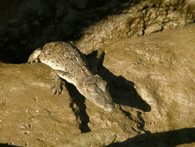 Bruce Belchers Daintree River Cruise - Southport Accommodation 3