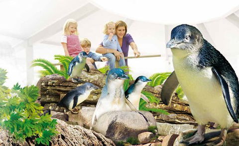 Manly SEA LIFE Sanctuary - Southport Accommodation 1