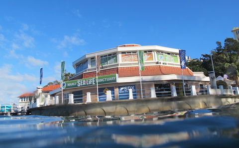 Manly SEA LIFE Sanctuary - Southport Accommodation 2