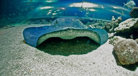 Manly SEA LIFE Sanctuary - Southport Accommodation 3