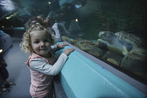 Manly SEA LIFE Sanctuary - Southport Accommodation 4