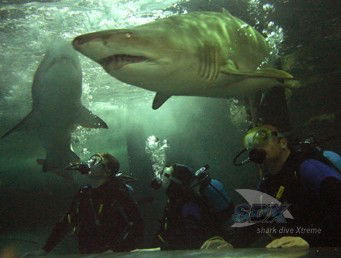 Manly SEA LIFE Sanctuary - Southport Accommodation 5
