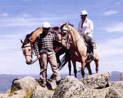 High Country Horses - Accommodation Southport 3
