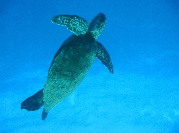 Big Cat Reality - Accommodation Southport