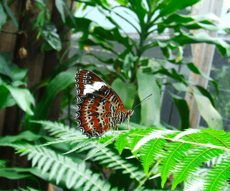 Australian Butterfly Sanctuary - Accommodation Southport 1